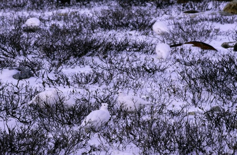 Desafio: será que você consegue achar os animais camuflados nestas fotos?