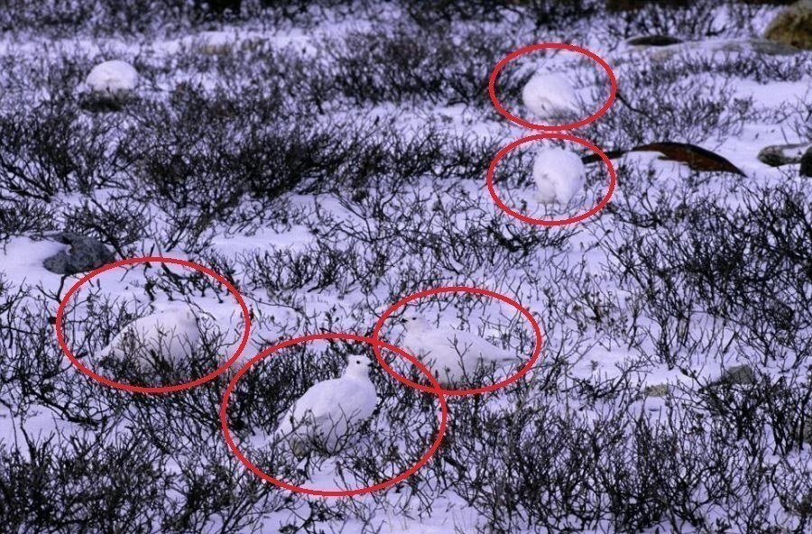Desafio: será que você consegue achar os animais camuflados nestas fotos?