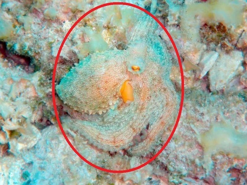 Desafio: será que você consegue achar os animais camuflados nestas fotos?