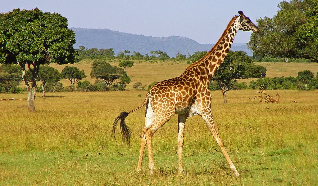 Girafa fofa