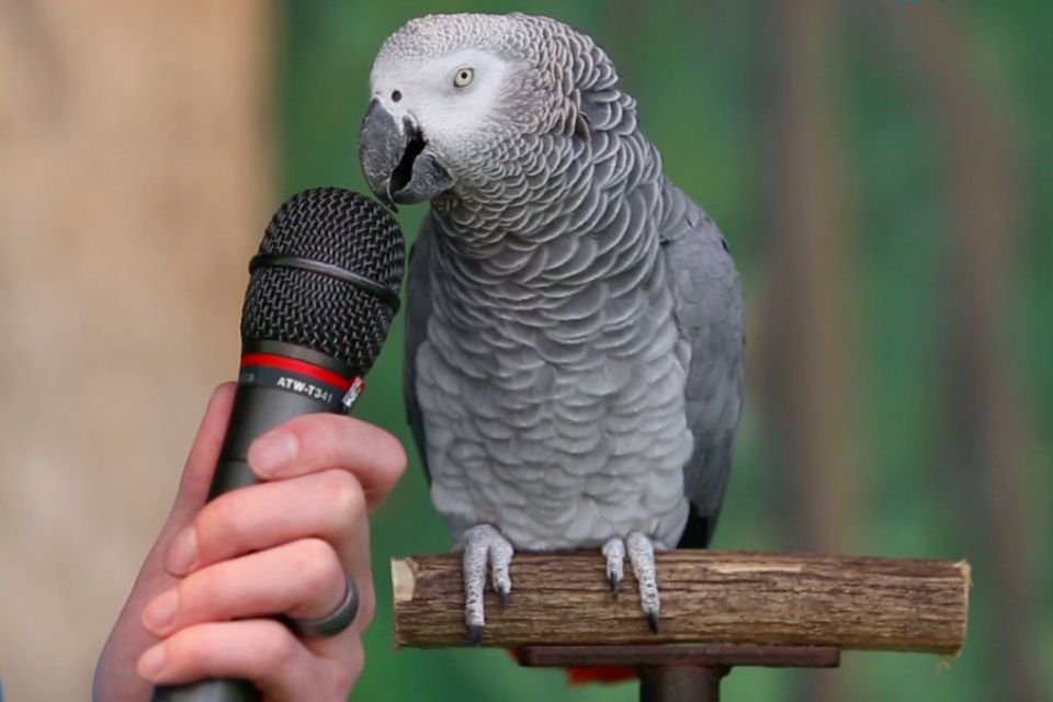 Imagem de 5 coisas que você provavelmente desconhece sobre a linguagem dos animais no site Mega Curioso