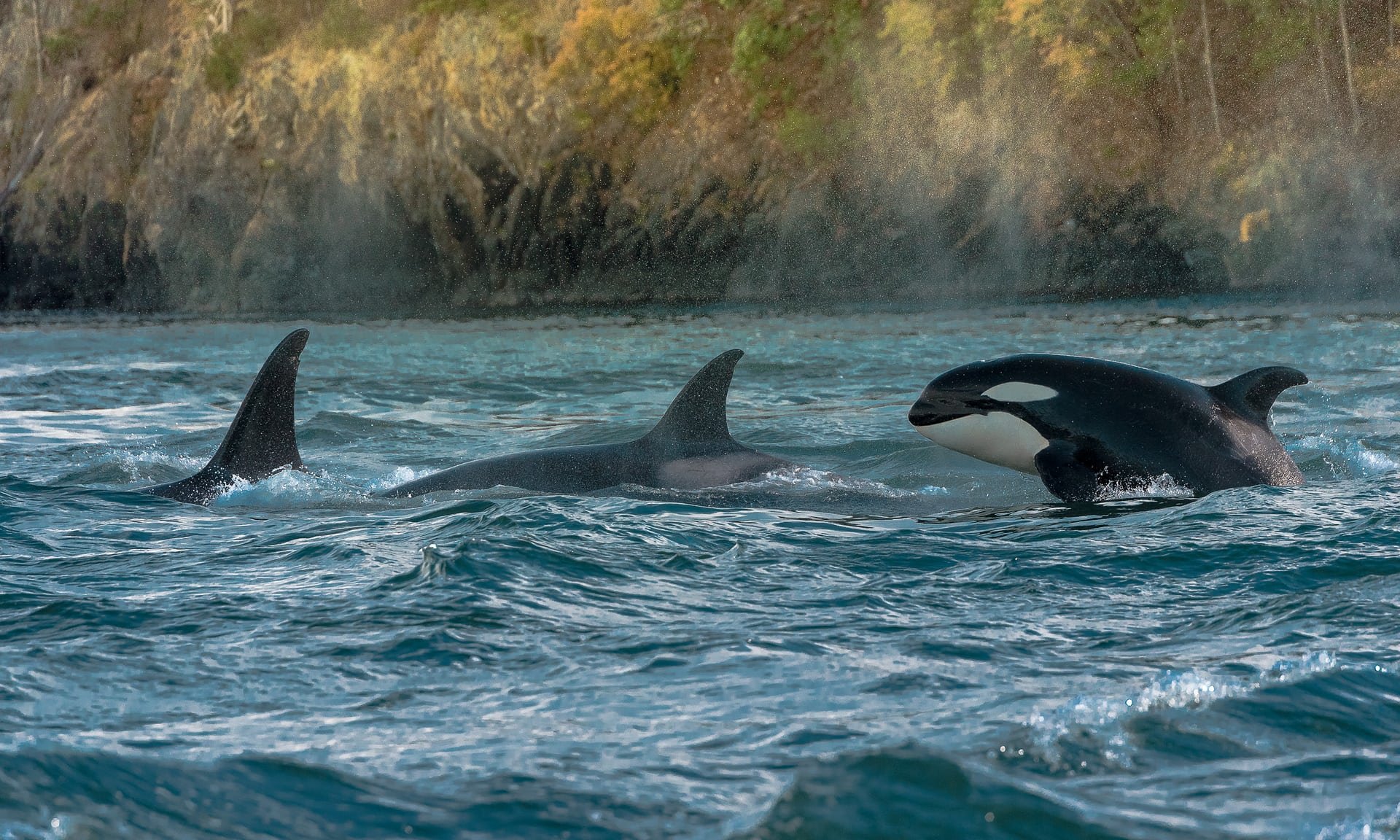 Grupo de orcas