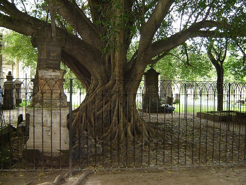 Árvore em cemitério