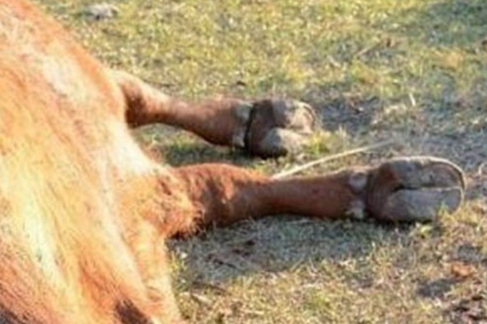 Imagem de Estranho caso de mutilação de animais assusta pequeno vilarejo argentino no megacurioso