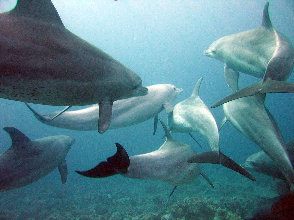 Grupo de golfinhos