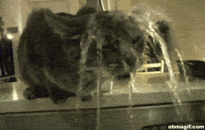gato bebendo água