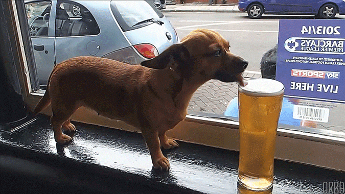 Cachorro tomando cerveja