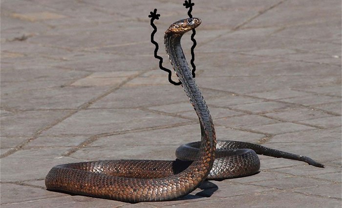 Cobra com bracinhos