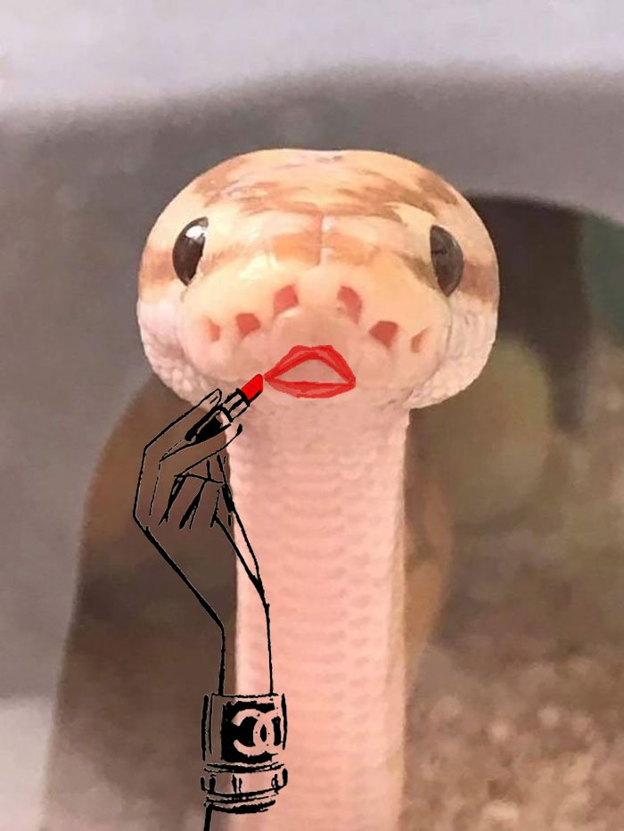 Cobra maquiada