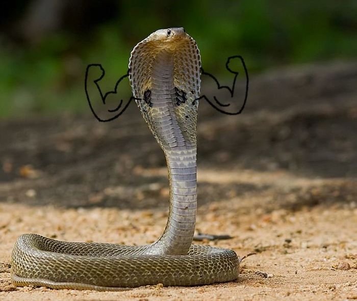 Cobra musculosa