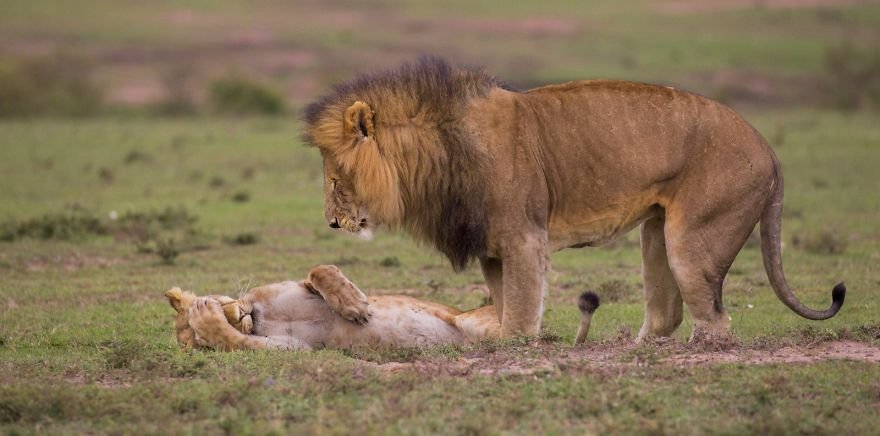 Divirta-se com 41 das fotos mais engraçadas do mundo animal