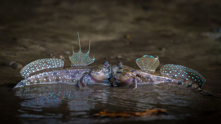 Divirta-se com 41 das fotos mais engraçadas do mundo animal