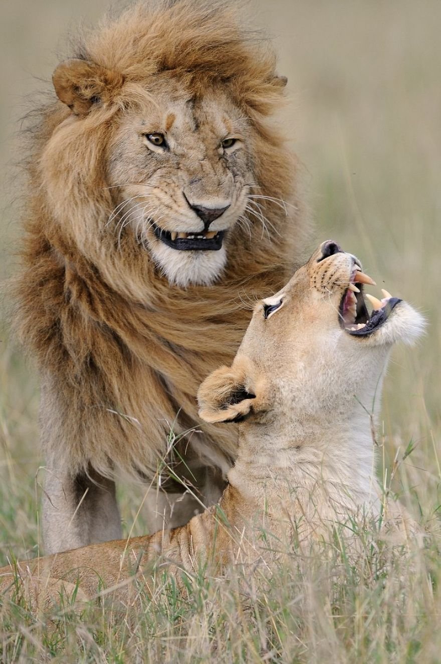 Divirta-se com 41 das fotos mais engraçadas do mundo animal