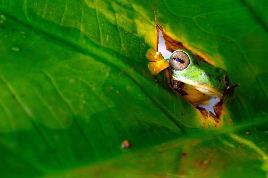 Divirta-se com 41 das fotos mais engraçadas do mundo animal