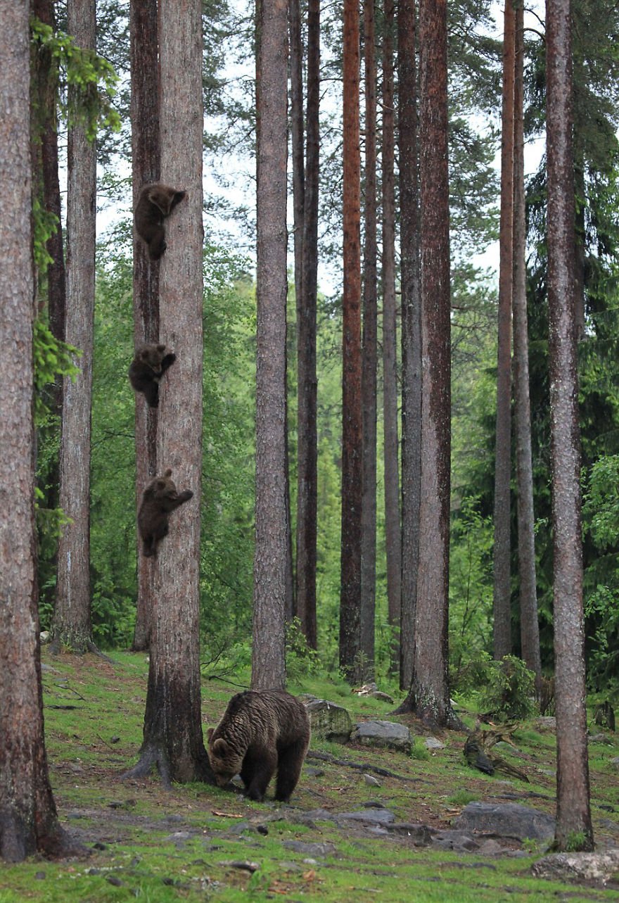 Divirta-se com 41 das fotos mais engraçadas do mundo animal