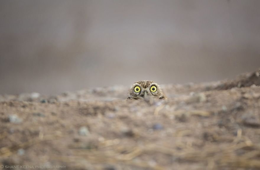 Divirta-se com 41 das fotos mais engraçadas do mundo animal