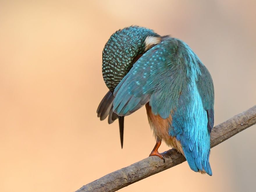 Divirta-se com 41 das fotos mais engraçadas do mundo animal