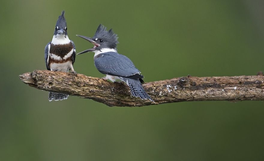Divirta-se com 41 das fotos mais engraçadas do mundo animal
