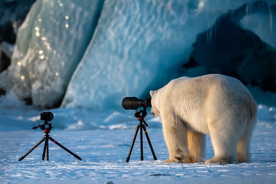 Divirta-se com 41 das fotos mais engraçadas do mundo animal