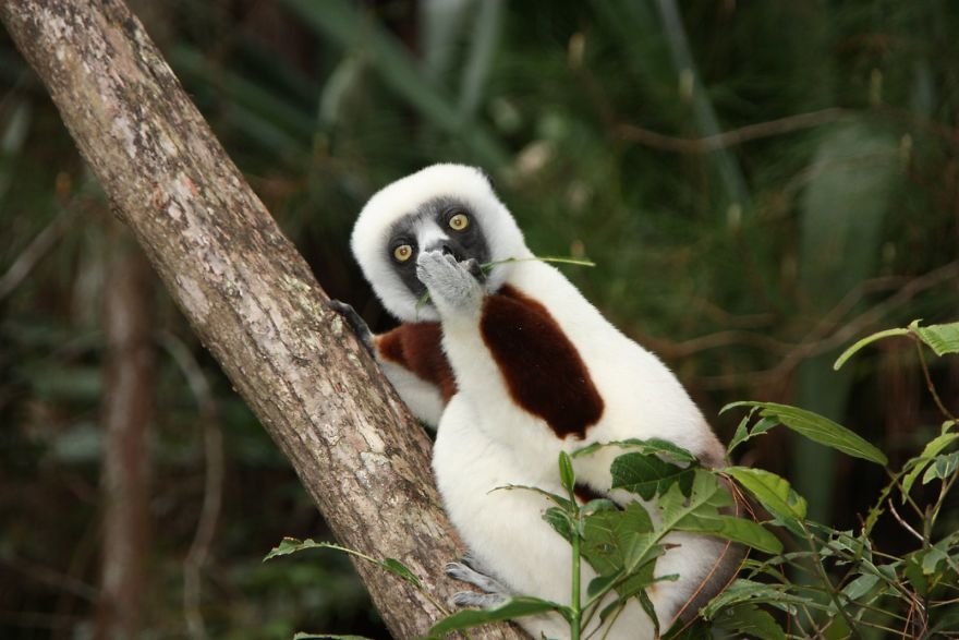 Divirta-se com 41 das fotos mais engraçadas do mundo animal