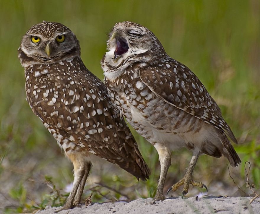 Divirta-se com 41 das fotos mais engraçadas do mundo animal