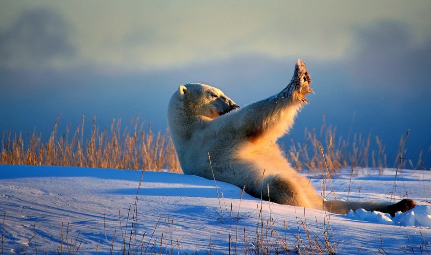 Divirta-se com 41 das fotos mais engraçadas do mundo animal