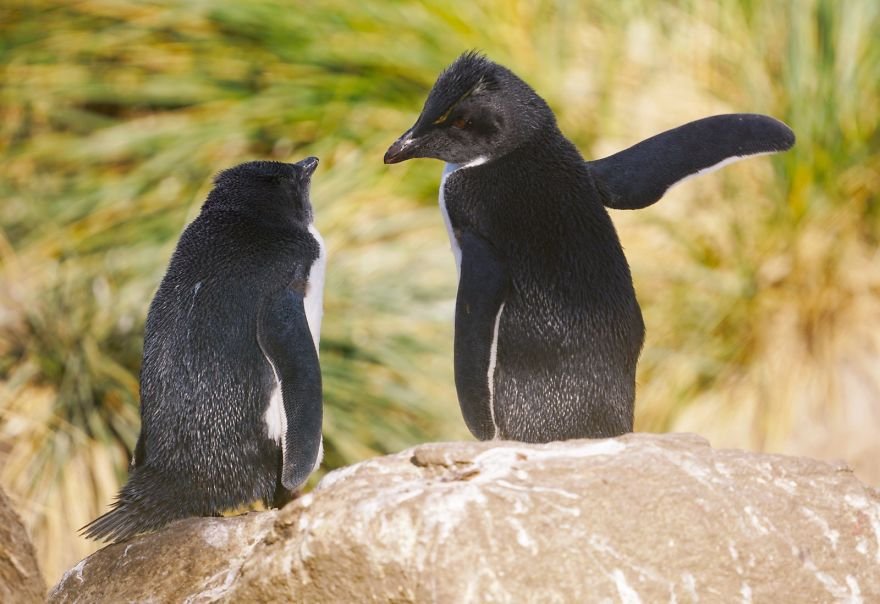 Divirta-se com 41 das fotos mais engraçadas do mundo animal