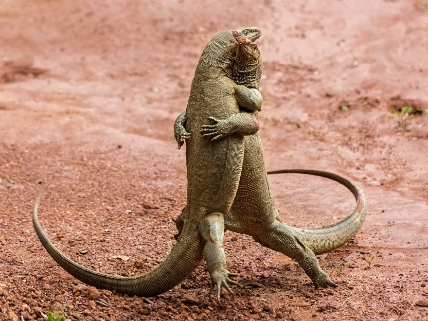 Divirta-se com 41 das fotos mais engraçadas do mundo animal