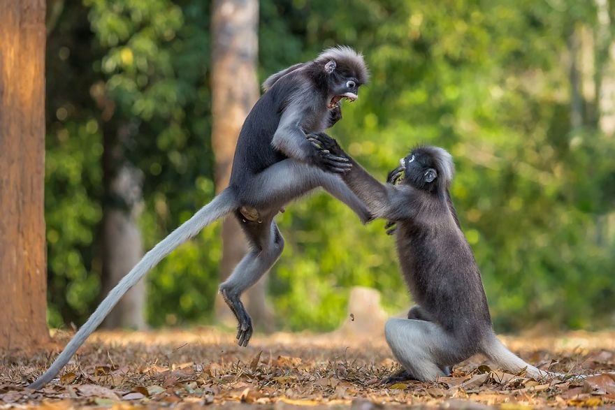 Divirta-se com 41 das fotos mais engraçadas do mundo animal