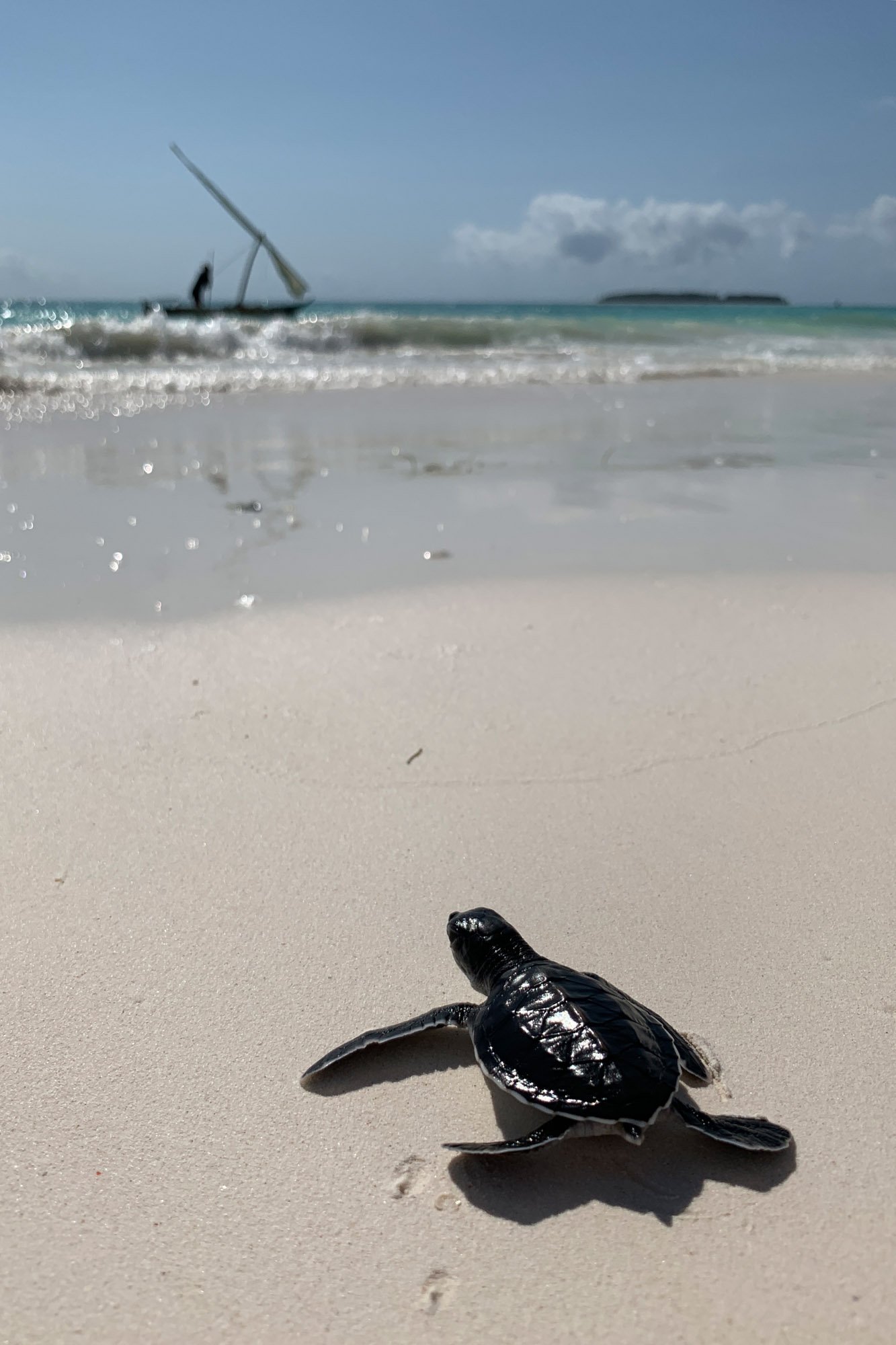 Veja algumas das primeiras fotos tiradas em um iPhone Xs