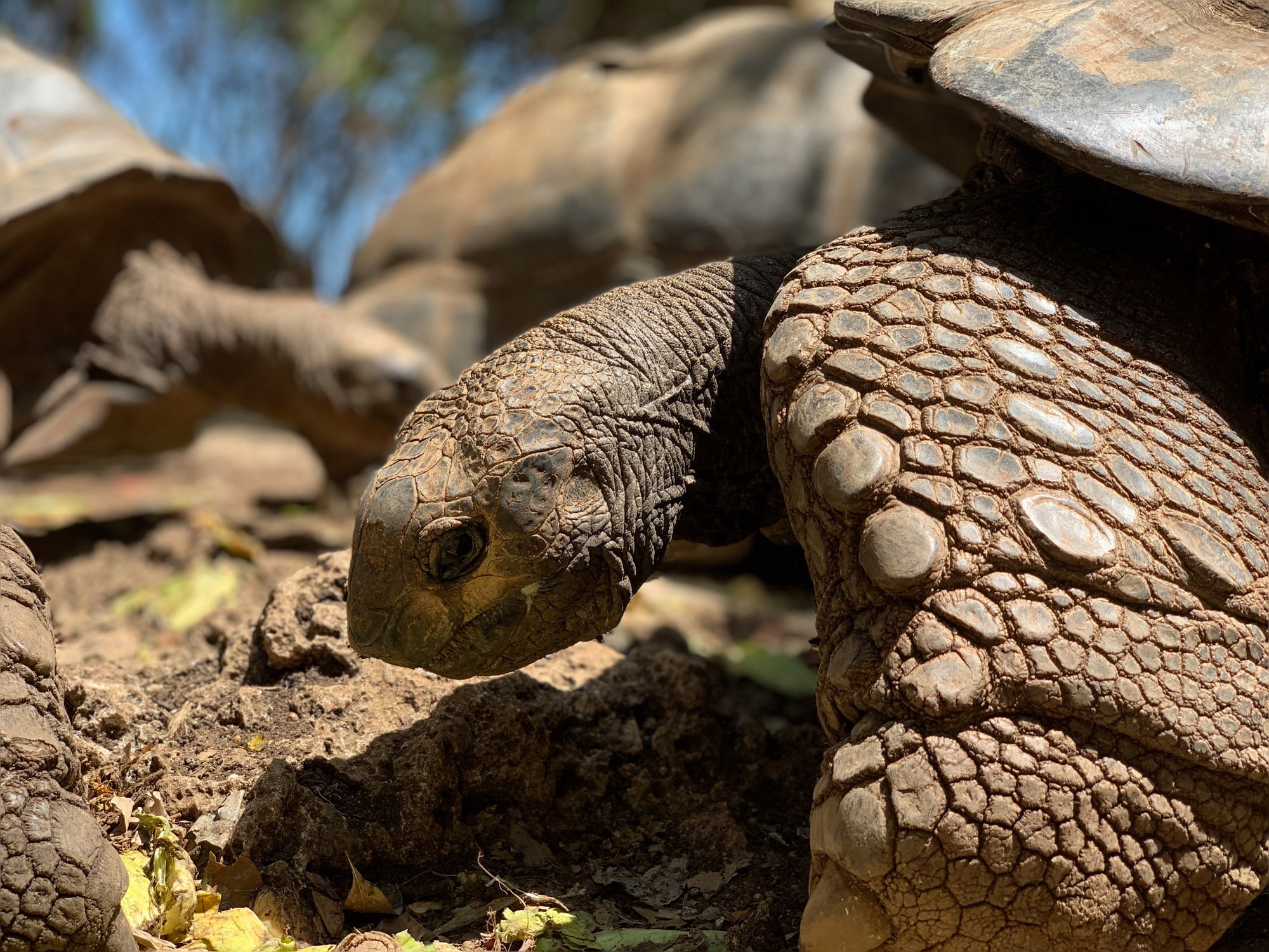 Veja algumas das primeiras fotos tiradas em um iPhone Xs