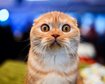 thumb-image-2024-02-29T14:03:42.074Z