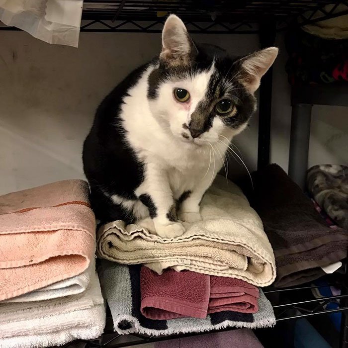 Este senhor visita um abrigo de gatos todo dia para dormir com os bichanos