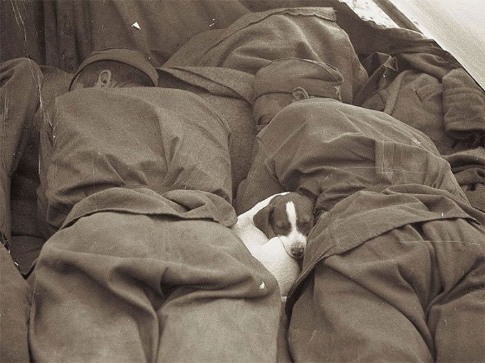Cachorro dormindo com soldados