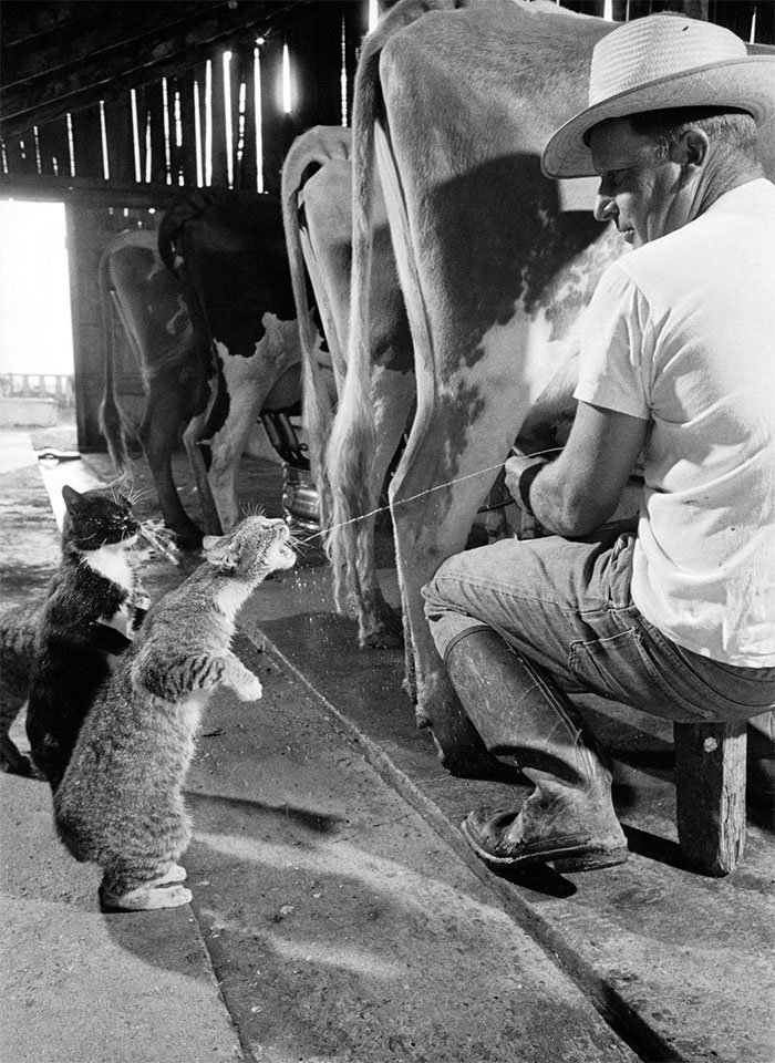 Gatos tomando leite
