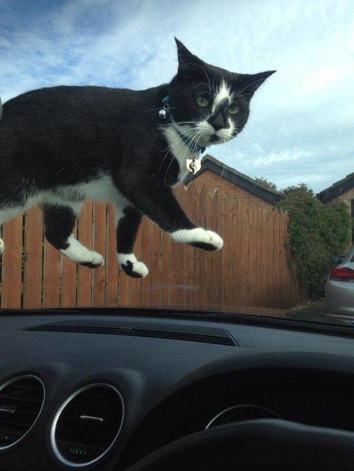 Gato voador