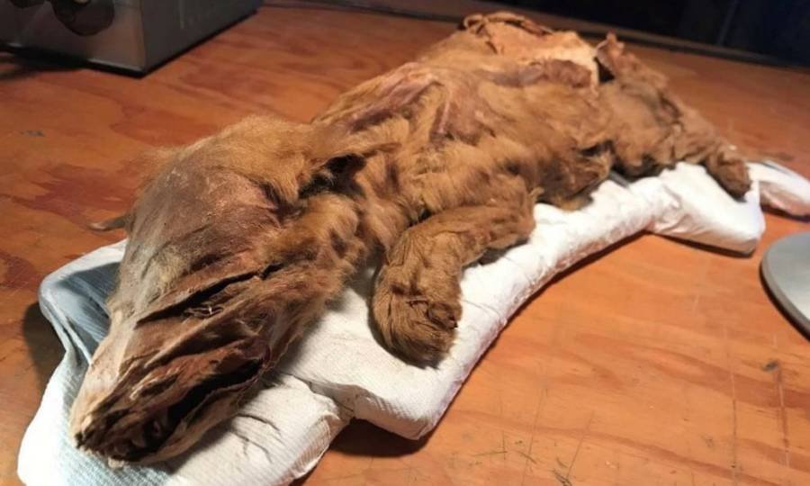 Lobinho mumificado