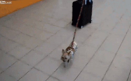 Cãozinho em aeroporto