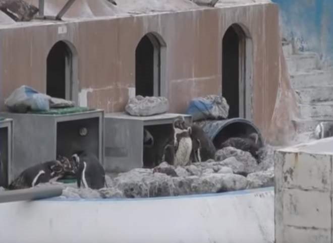Pinguins abandonados