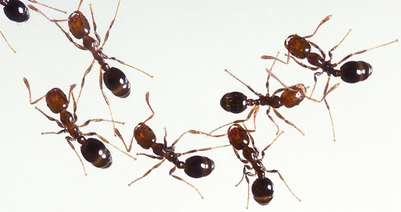 Várias formigas