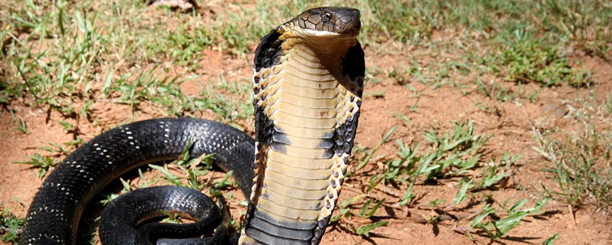 Você consegue identificar todas essas cobras letais?