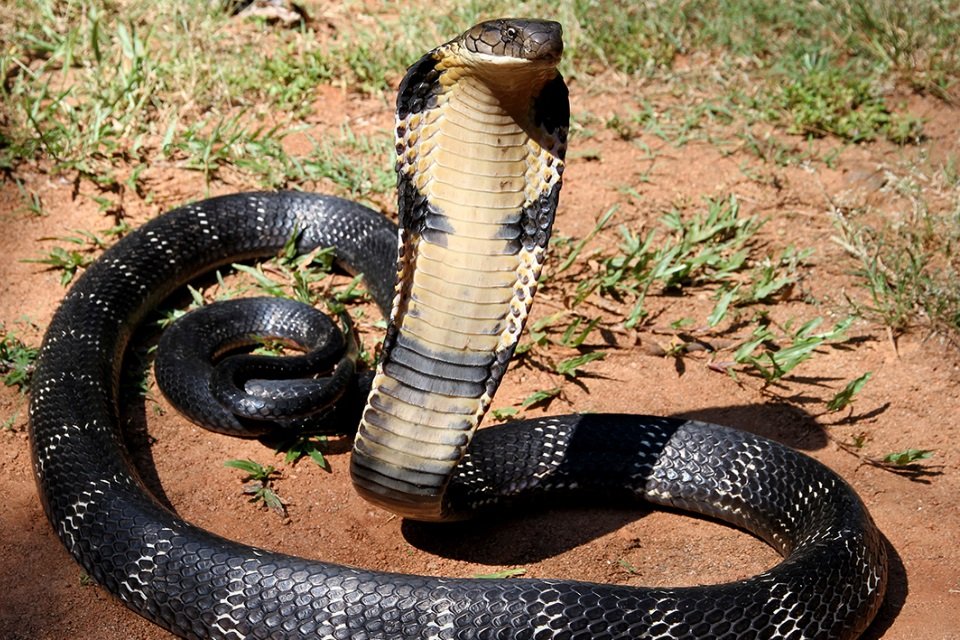 Conheça 9 espécies exóticas e belíssimas de cobras e serpentes - Mega  Curioso