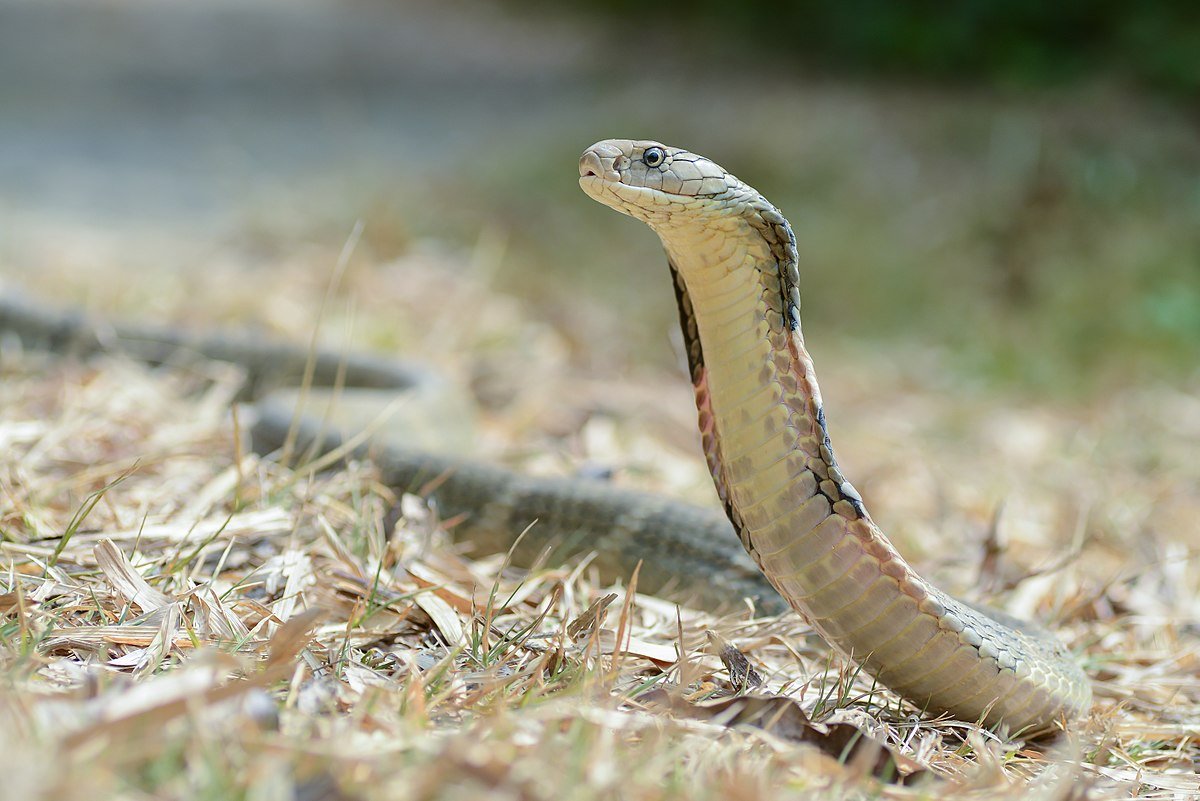 Você consegue identificar todas essas cobras letais?