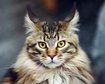 thumb-image-2024-02-29T14:03:44.588Z