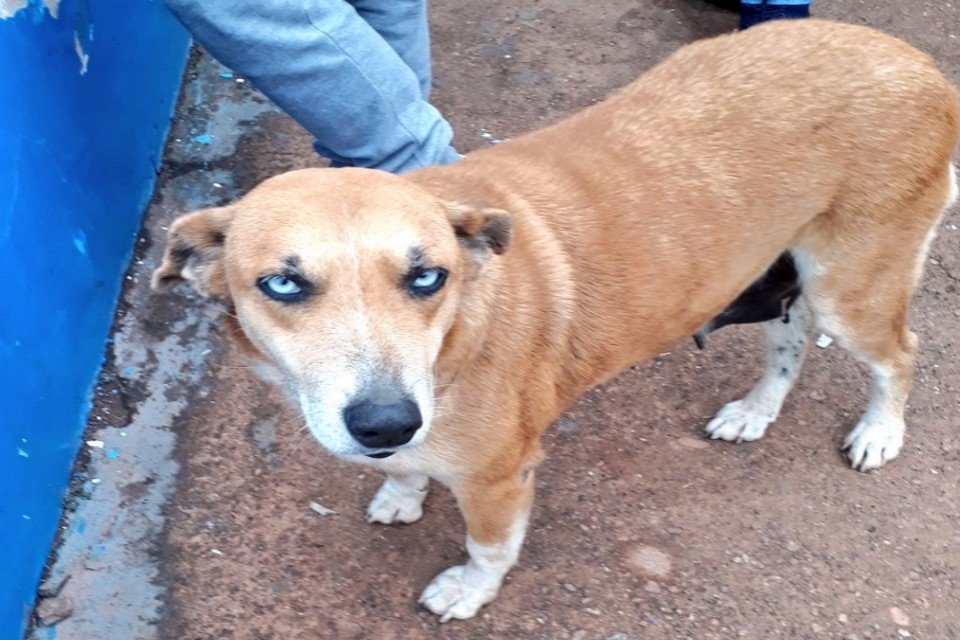 Imagem de Club 2 de Mayo, o time de futebol que tem um cachorro como “assistente” no megacurioso