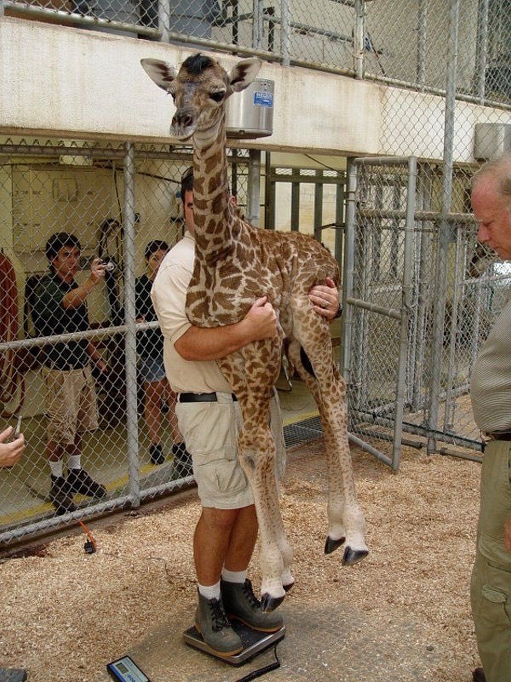 Filhote de girafa