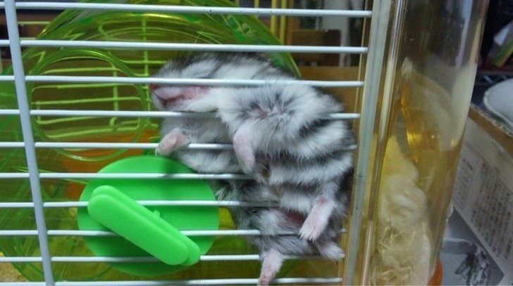 ratinho dorminhoco