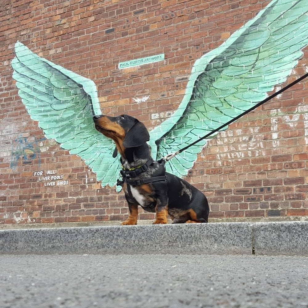 Cachorro com asas