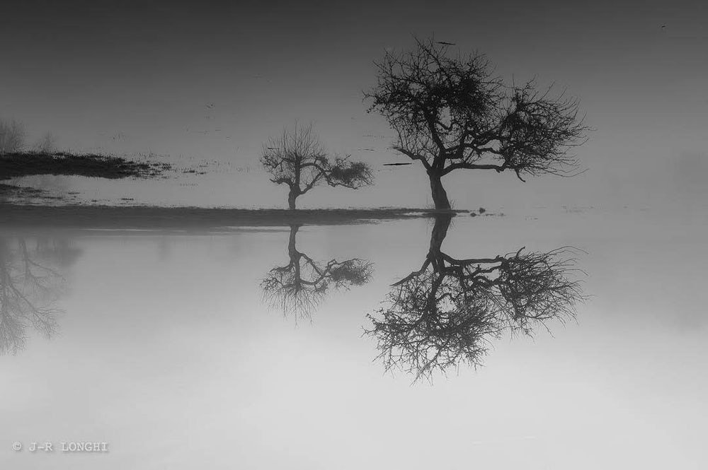 Reflexo de árvores em lago