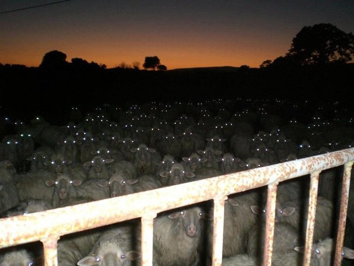 Ovelhas na noite